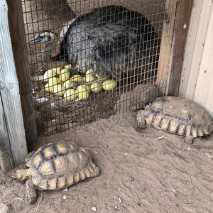 Meet your Posher, Ken